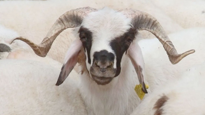 Migros, İslami usullere uygun kasaplık hizmeti sunuyor