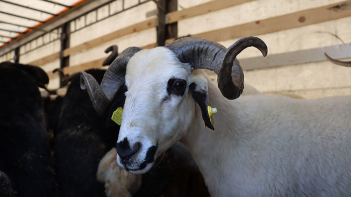 Migros kurbanlık fiyatı 2025 yılı büyükbaş ve koyun koç fiyatları! Kilo fazla çıkarsa...