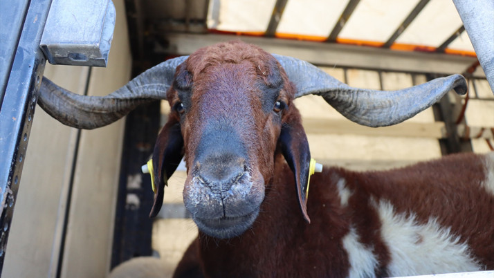 CarrefourSa kurbanlık fiyatı 2025 yılı büyükbaş ve koyun koç fiyatları