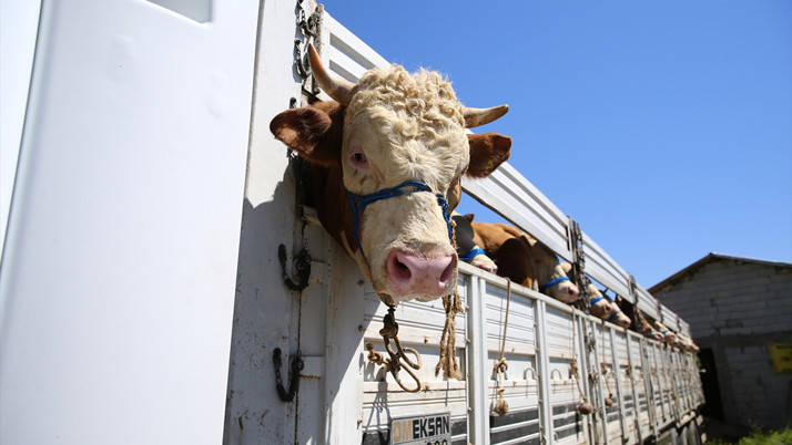 Kurbanlık bağış bedeli 2025 yılı için ne kadar? Darüşşafaka, Kızılay, Mehmetçik Vakfı