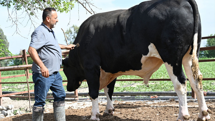 Osmaniye'de 1.2 tonluk kurbanlık alıcısını bekliyor günlük 40 kilogram yem yiyor