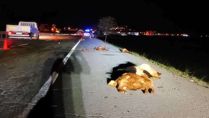 Bitlis'te otomobil koyun sürüsüne çarptı 12 koyun telef oldu sürücü yaralandı