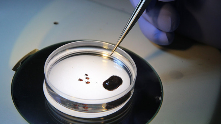 Toplu iğne başı kadar küçük kenelere dikkat! Havalar ısındı, vakalar arttı