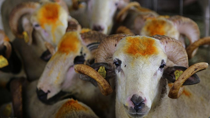Kurbanlık alırken bu belgeyi mutlaka isteyin! Tüketici Hakları Derneği Başkanı uyardı