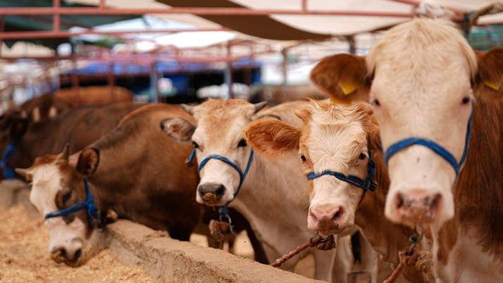 Bayramda 3 milyon 350 bin kurbanlığın kesilmesi bekleniyor