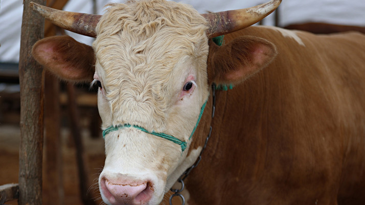 Bütün illerin kurbanlık fiyatları var! 2025 yılında kurbanlık kilo fiyatı bakın kaç lira