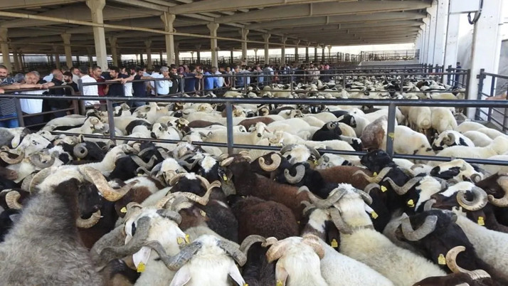 Şeytanın bile aklına gelmez! Kurbanlıklarda görülmemiş hile aman dikkat