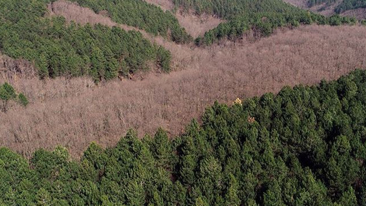 Ormanlık alanda yürüyüş yapanlar görüp ihbar etti