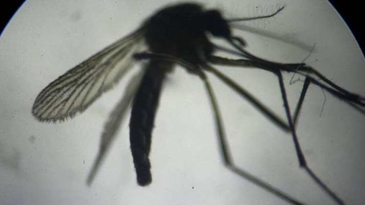 Yunanistan'da Batı Nil virüsüne karşı uyarı