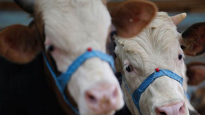 Burdur'da bir kişi büyükbaş hayvanın altında kaldı