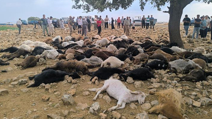 Şırnak'ta yıldırım düştü, 95 hayvan telef oldu