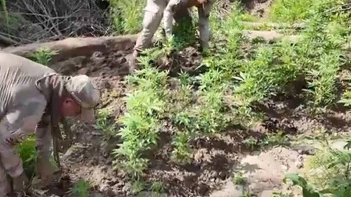 Diyarbakır'da 12 milyon 389 bin kök kenevir ve skunk ele geçirildi