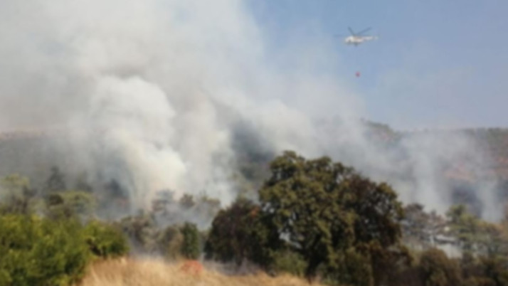 Germencik'te orman yangını çıktı
