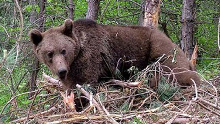 Ardahan'da genç Eray'a ayı saldırdı: Hayatını kaybetti
