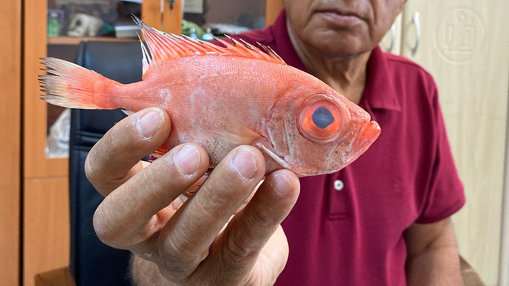 Antalya'da ilk kez "mandagöz" balığı görüldü: Zehirli mi?