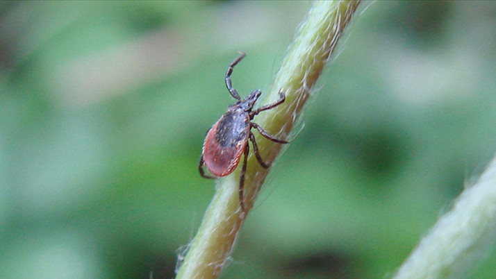 5 çocuk annesi kadın keneden öldü!