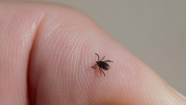 En çok kene olan iller! 5 il hastalık taşıyan kene popülasyonunda ilk sırada