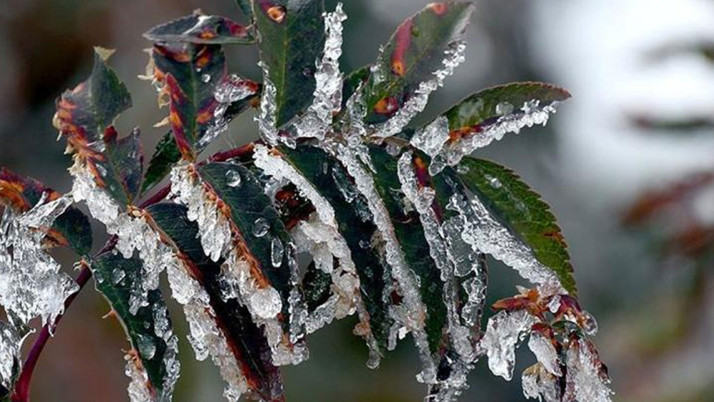 TBMM Zirai Don Olayını Araştırma Komisyonu toplandı