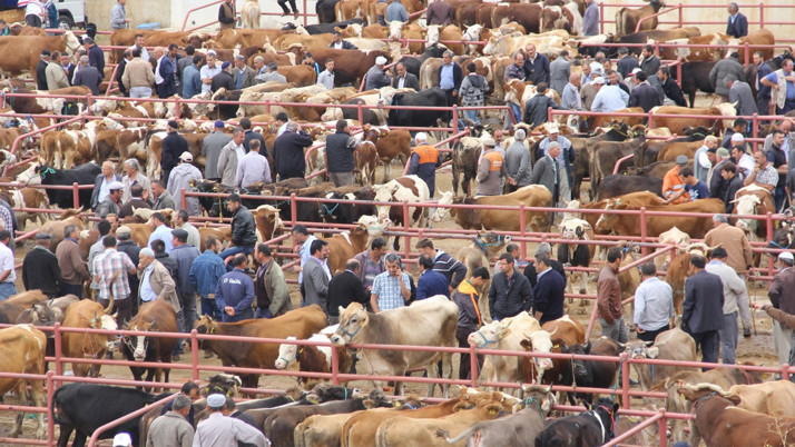 81 ilde tüm hayvan pazarları acil koduyla kapatıldı! Şap hastalığı nedir insana bulaşır mı?