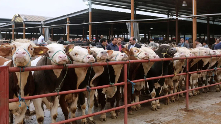 Türkiye'de şap alarmı! Bakanlık yeni açıklama yaptı, ekipler yakın takipte