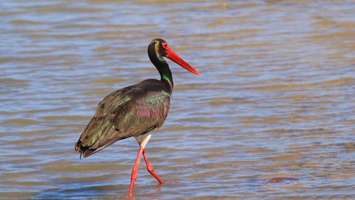 Türkiye'de nadir görülen kara leylek Kastamonu'da fotoğraflandı