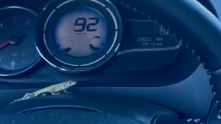 Seyir halindeyken direksiyonda kertenkeleyi gören kadın sürücü şoka girdi