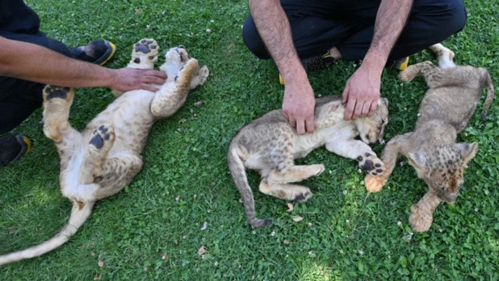 Erdoğan'ın aslanlarına isim aranıyor