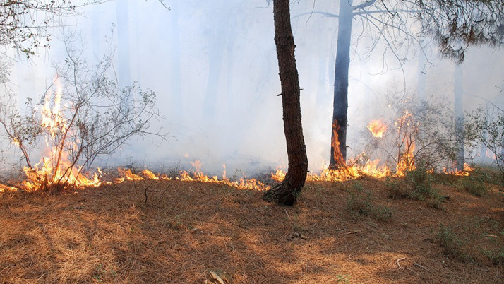 İstanbul'da orman yangını çıktı!