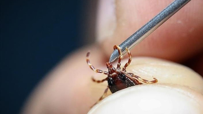 Vücutlarına yapışan keneyi çıkarınca hastanelik oldular! Kabus sürüyor