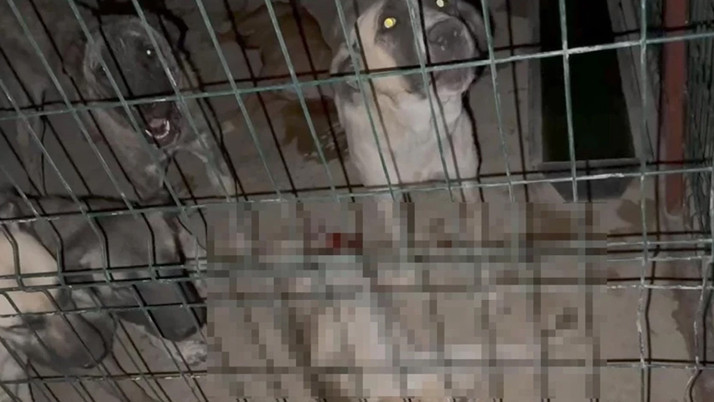 Hayvan barınağında skandal görüntüler! Sosyal medyada tepki yağdı