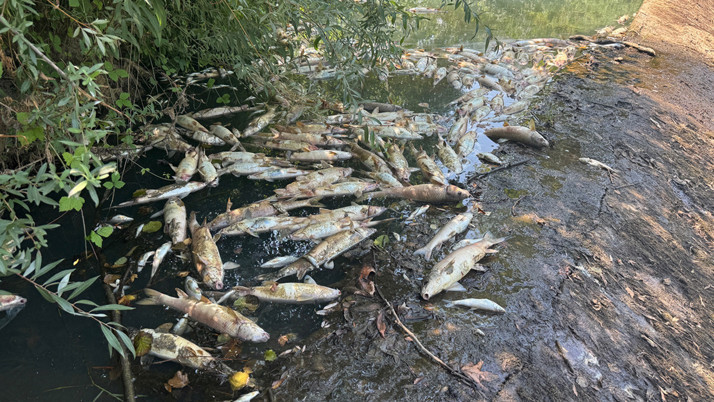 Bartın'da toplu balık ölümlerine ilişkin inceleme başlatıldı