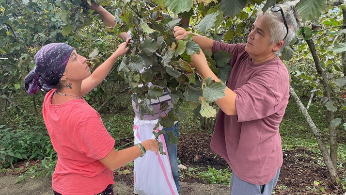 Trabzon ve Giresun'da fındık hasadına başlandı