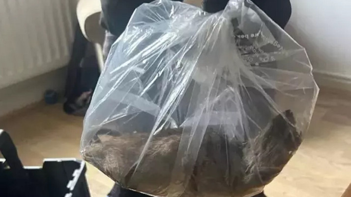 Evin içerisinde yakalanan fare tam 55 santimetre uzunluğunda...