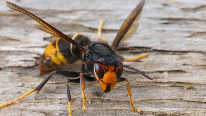 İrlanda'da ilk kez görüldü ülke genelinde 'biyogüvenlik alarmı' verildi