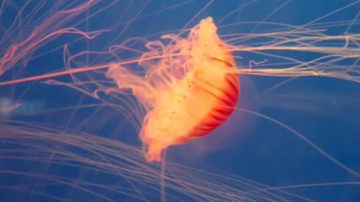 Fransa'da nükleer denizanası alarmı