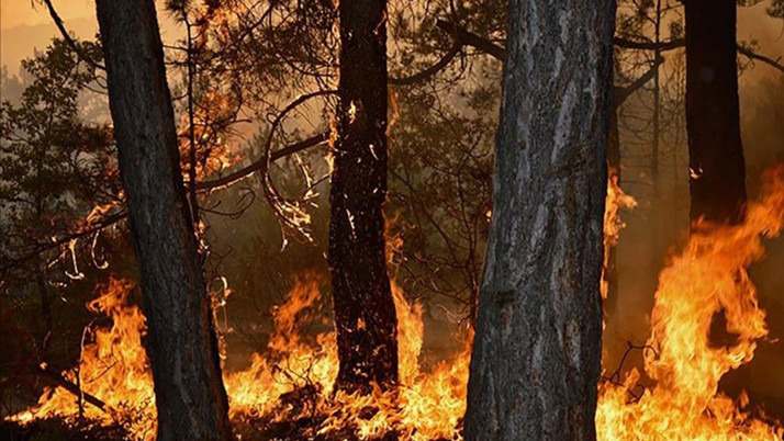 Çorum'da orman yangını çıktı