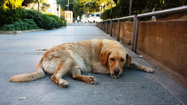 İstanbul Valiliği'nden sokak hayvanları talimatı! İvedilikle denilerek duyuruldu