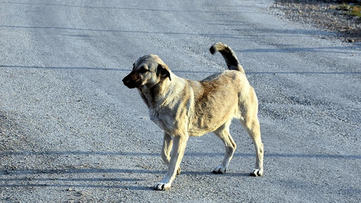Köpeklerden kaçarken otomobil çarpan kadından acı haber