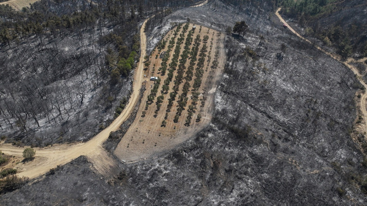 Çanakkale'deki orman yangını 150 ağaç bulunan zeytinliği teğet geçti