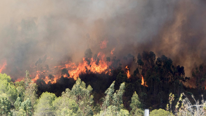 Denizli'de orman yangını çıktı!