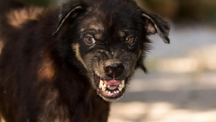 Kars'ta tilki saldırısına uğramıştı! Telef olan köpek nedeniyle kuduz karantinası uygulanıyor