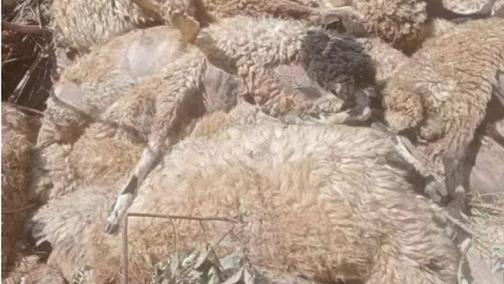 Van Çıtak'da besici hayatının yıkımını yaşadı! Dereye yönelen 333 koyun telef oldu