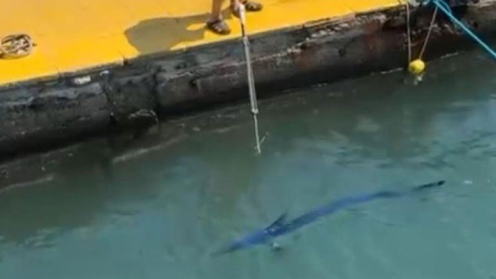 Mavi yelken balığını zıpkınla vuran şahsa para cezası uygulandı