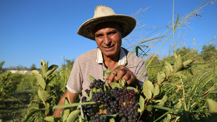 Emekli emniyet müdürü şifa için aradığı eşi için bulamamıştı! Aronya üretimi yapıyor...