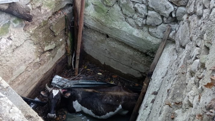 Yozgat'ta talihsiz olay! Su kuyusuna düşen inek iş makinesiyle kurtarıldı...