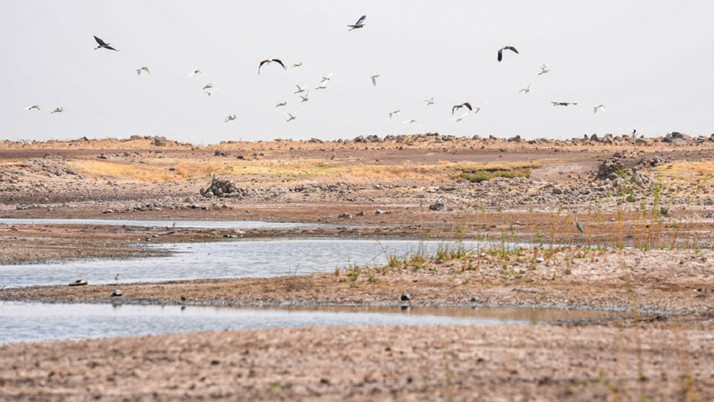Devegeçidi Baraj Gölü'nde kuraklık korkutucu boyuttu! Canlı yaşamı tehlike altında...