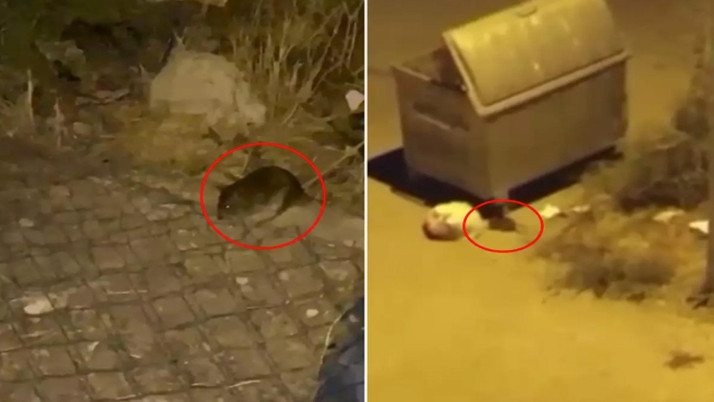 Ankara'yı fareler bastı! Her yerden fare çıkıyor