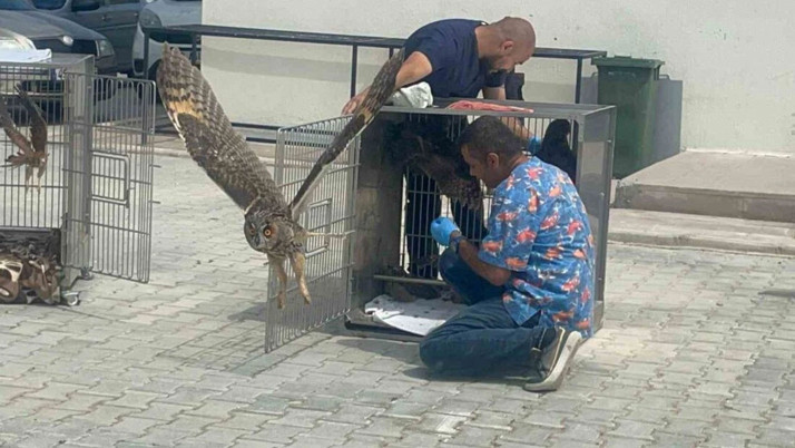 Afyonkarahisar'da tedavileri tamamlanan 35 yabani kuş doğaya salındı