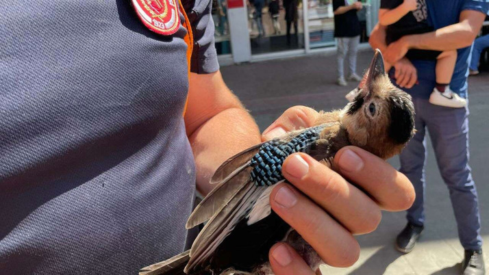 Bursa'da gölette mahsur kalan yabani kuş kurtarıldı
