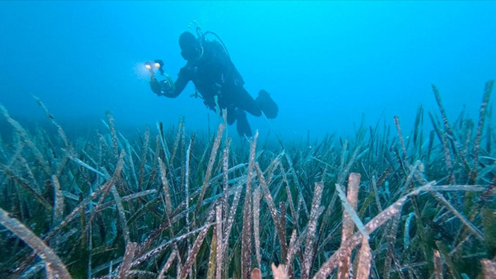 Göcek'te ekilen 10 bin deniz çayırının yüzde 70'i hayatta kaldı
